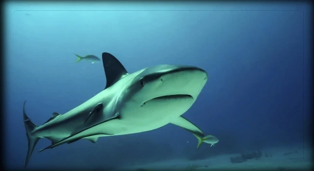 Les requins gris sont-ils dangereux pour l'homme