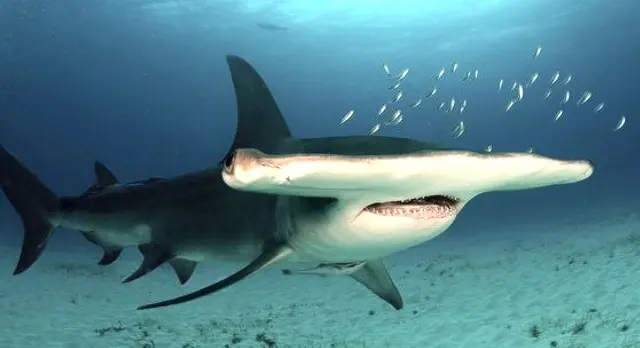 un guide sur Les requins marteaux sont-ils dangereux et attaquent-ils les humains ?