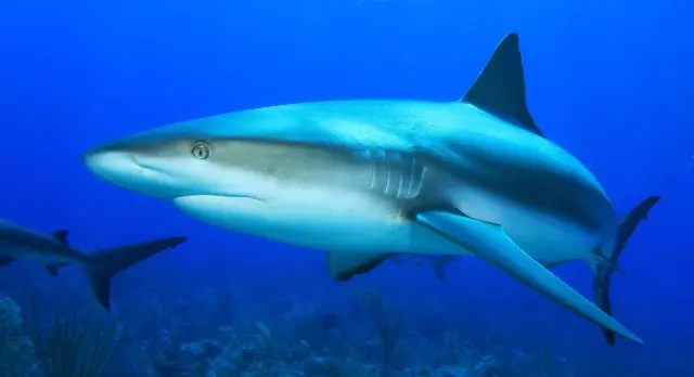 Requin gris de récif - Carcharhinus amblyrhynchos