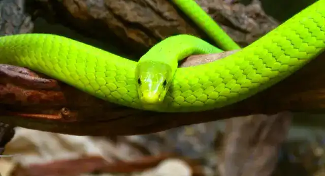 durée de vie serpent