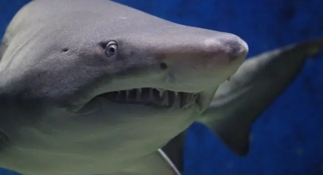 Combien de temps pour qu'une dent de requin devienne noire