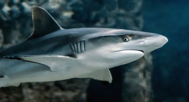 De quel animal un requin a-t-il peur