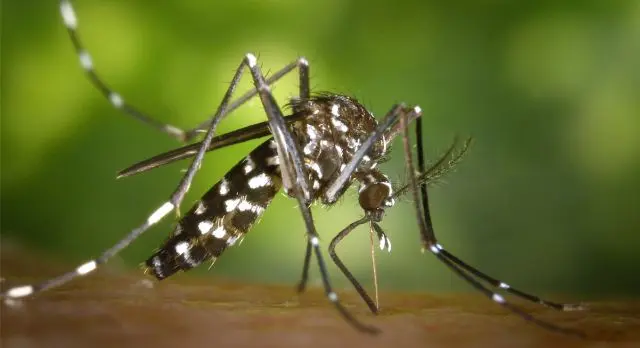 Durée de vie d'un moustique