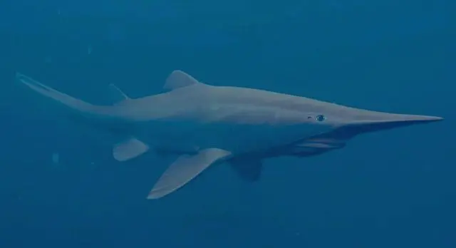 photos de requin lutin