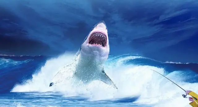 requin blanc saute hors de l'eau