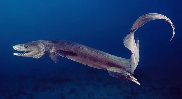requin lezard photo