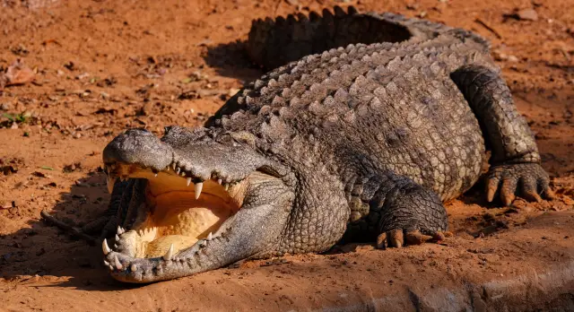 Combien de temps peut vivre un alligator